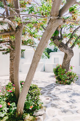 Obraz premium Mykonos streetview, Greece