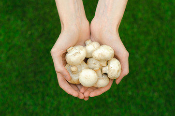 Mushrooms and forest theme: a man holding a several white mushrooms on a background of green grass in summer