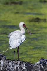 African spoonbill in Kruger National park, South Africa