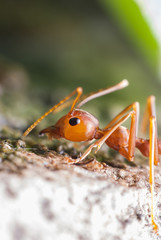 Ant macro