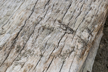 Closeup of old wooden texture background.