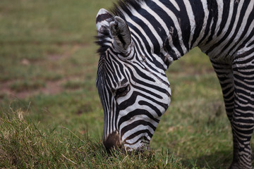 Fototapeta na wymiar A Burchell's zebra grazing