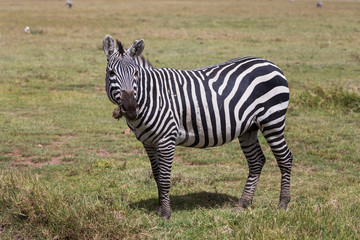 Fototapeta na wymiar A Burchell's zebra grazing