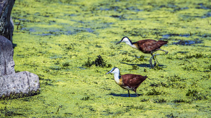 African jacana in Kruger National park, South Africa