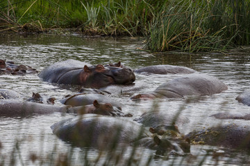 A family of hippos relaxing