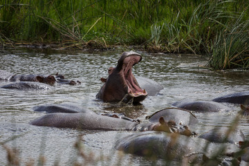 Fototapeta na wymiar A large hippo roaring and jumping in the water