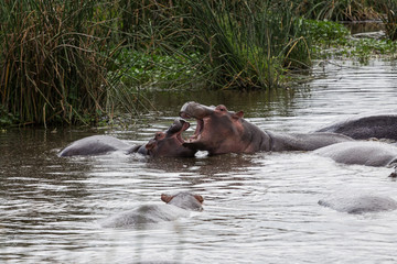 Fototapeta premium A hippo mother nursing its baby