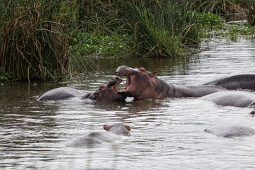 A hippo mother nursing its baby