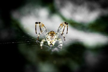 Spider on spiderweb