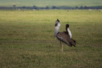 The Kori bustard