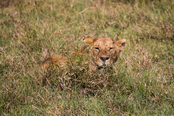 A lioness waiting in the high grass