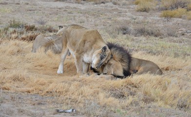 A pair of lions being affectionate to each other on Safari in South Africa