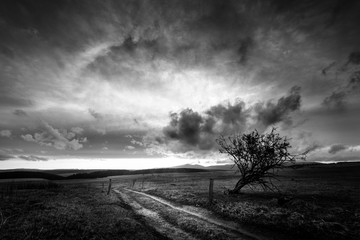 Einsamer Baum mit dramatischer Wolkenbildung in schwarzweiss