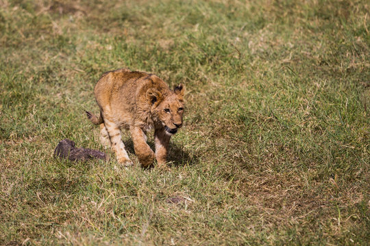 A lion kitten walking
