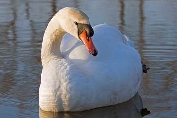 Obraz premium Close-up of Mute Swan (Cygnus olor)