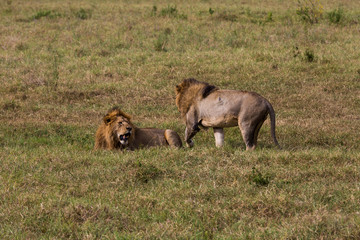 Two male lions getting ready to fight