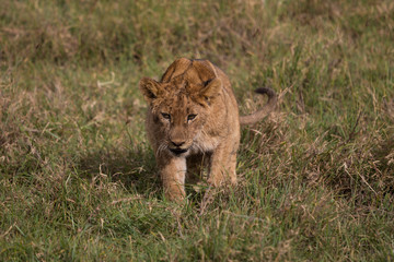 A lion kitten on adventures