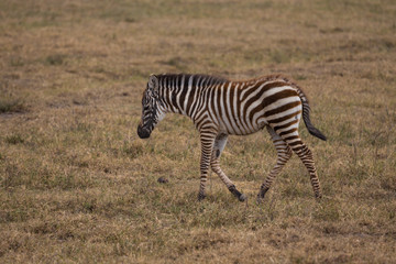 Fototapeta na wymiar A zebra baby taking a walk