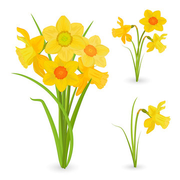 collection bouquet of daffodils. spring flowers for your design