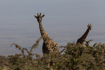 Two Rothschild's giraffes looking up