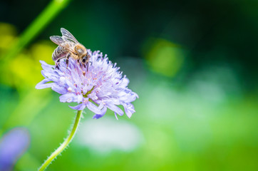Bee on flower