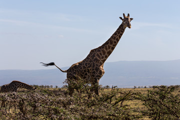 A Rothschild's giraffe mother and its calf