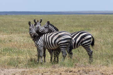Three zebras enjoying themselves