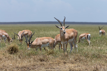 Naklejka na ściany i meble A group of Thomson's gazelles grazing