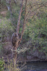 A baboon hanging in a tree