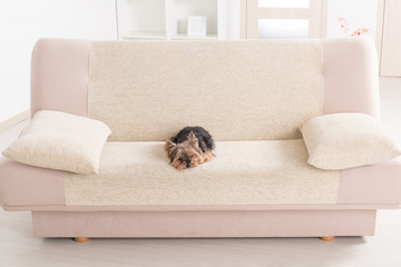 Yorkie on sofa
