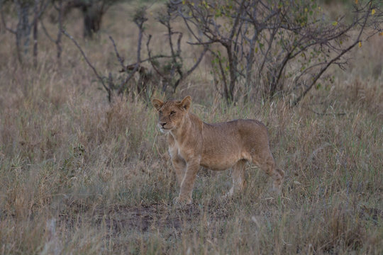 A young lion on the hunt