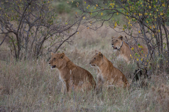Two young lions and their mother on the hunt
