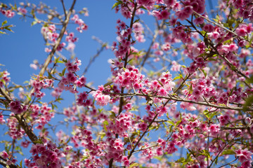 Branch with pink sakura blossoms in Thailand