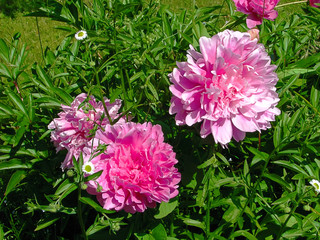 bunch peons on bed against of green foliage