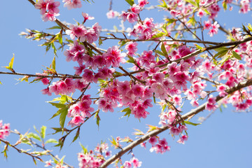 Branch with pink sakura blossoms in Thailand