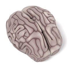 3d renderings of human brain