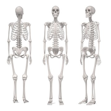 3d renderings of female skeleton