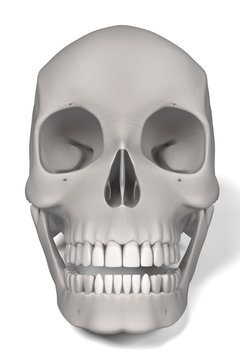 3d renderings of female skull