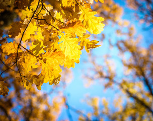 Fototapeta na wymiar Autumn landscape. Autumn oak leaves, very shallow focus.