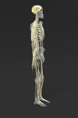 3d renderings of nervous system