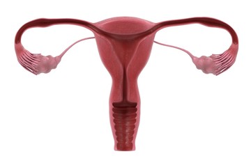 3d renderings of female reproductive system