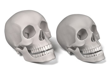 3d renderings of human skulls