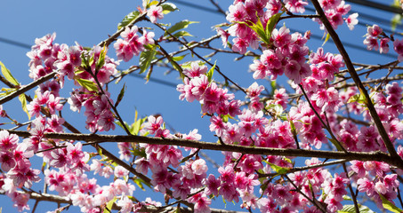 Branch with pink sakura blossoms in Thailand
