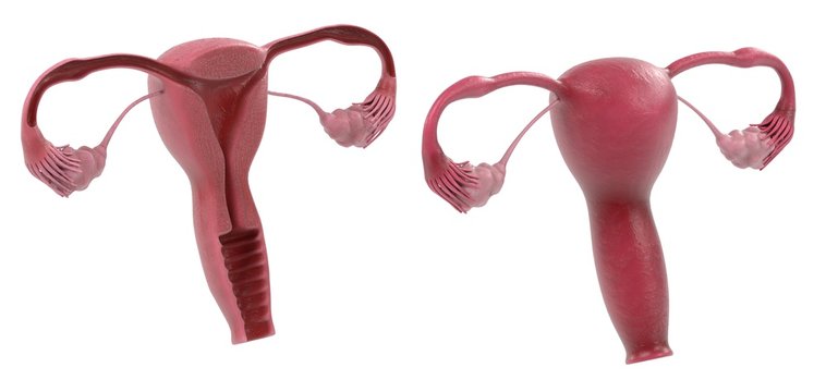 3d renderings of female reproductive system