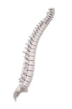3d renderings of spinal cord