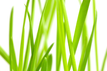 Fototapeta na wymiar Green grass over white background