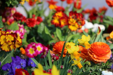 Buntes Frühlingsgartenbeet, Ranunkeln, Primeln, Osterglocken und Hornveilchen, gemischtes Frühlingsbeet, Frühlingsblumen