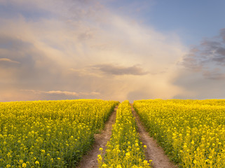 Panorama wiosennego pola   © Mike Mareen