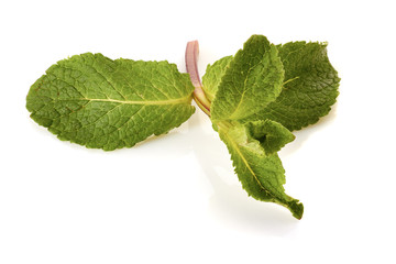 Fresh raw mint leaves on white