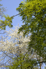 white flowers and lush leaves in the springtime woods, Stuttgart